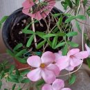 오렌지문 이미지