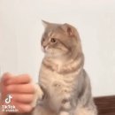 음...맥이 안 좋아 보약 한제먹어 이미지