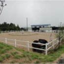 세종승마클럽 이미지