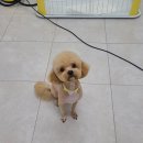 동그란 멍멍이 이미지