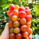 홍주농장 이미지