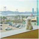 광안사계스테이 | 부산 광안리 가족 펜션 애견동반 풀빌라 오션뷰 숙소 독채 광안사계스테이