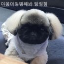 야옹아멍멍해봐탕정점