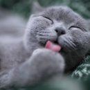 아이조은동물병원 이미지