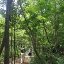 치유의 숲 이미지