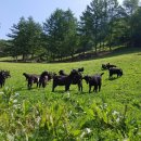 강원흑염소 이미지