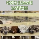 신북터미널 | 살아있는 테디베어를 만나다! '마이애니멀스토리 in 평강랜드' 솔직 후기