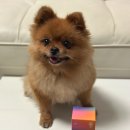 해피포우 이미지