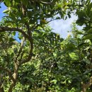 크라운골프클럽 | 제주 크라운cc 서코스 동코스 라운딩 후기