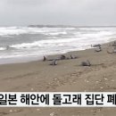 쓰나미
