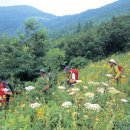 초원꽃화원 이미지