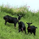 괴산염소농장 이미지