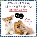 더나은펫샵 이미지
