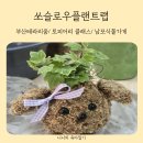 부산테라리움 토피어리 클래스가 가능한 쏘슬로우플랜트랩 직접 다녀온 후기