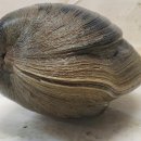 플로리다 한 남자 해변서 거대한 조개(Aber-clam Lincoln, 214 years old) 발견, 그것을 차우더(chowder) 이미지