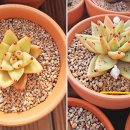 동운농장 이미지