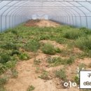 선화농장 이미지