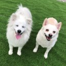 제일비니루 | 방산시장 인조잔디 구매후기 - 제일비니루