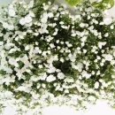 플라워테일 flower tale