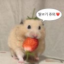 용인 수지구청 카페 추천 &#34;설빙&#34; 생딸기설빙 후기