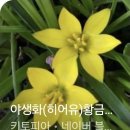 플리바씨아 이미지