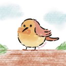 참새와새참 이미지