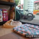 욜로오개 이미지