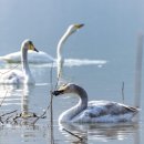 백조민박 이미지