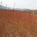 여주-0225 이미지