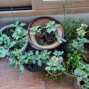 안방농장2 이미지