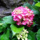 장수건강 이미지