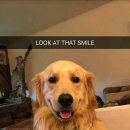 대한리트리버 이미지