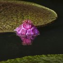 ◆의왕 왕송호수&◆빅토리아 수련(큰가시 연꽃) 이미지