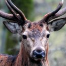 장수녹용 이미지