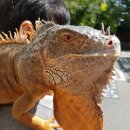 이구아나 이미지