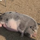 말무리염소농장 이미지