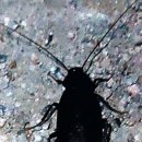 6.6 곤충강 _ 바퀴목 (영어이름 Cockroaches, Roaches) 이미지