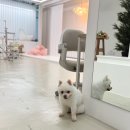 지엔스토리 | 대전사진관 반려동물동반 지엔스튜디오 야꿍이와 남긴 가장 아름다운 오늘