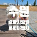 퍼피야놀자 이미지