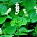 큰꽃지천 이미지