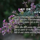 싸리초리(최선주) 이미지