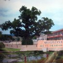 은행정천 이미지