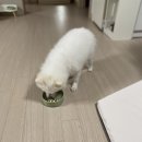페피밀 이미지