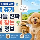 위드밸리펜션 | 반려 동물 여행 숙소 여름 휴가 집사들 진짜 많이 찾는 현실 정보