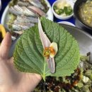 성신여대 야장 구룡포 계절 회집 가을전어회가 고소한 내돈내산 맛집 후기