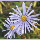 쑥부쟁이 이미지