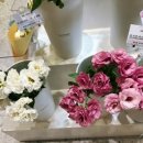 스노우폭스제주
