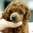 푸들푸들 이미지