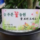 늘푸른꽃사랑