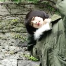 아노 이미지